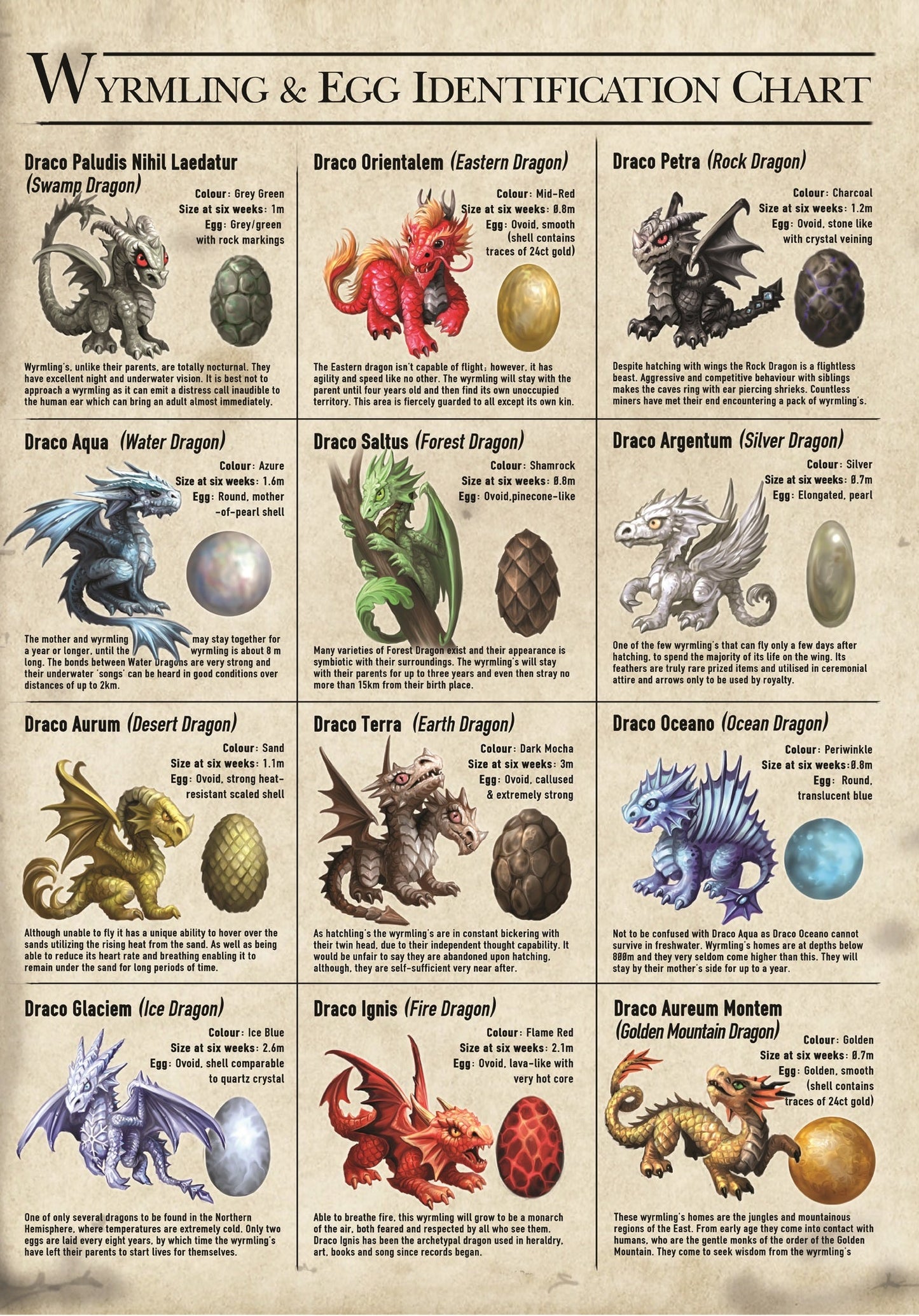 Dragon Wyrmlings & Egg Identification Chart (AN77) 6 x Blank Greetings Cards
