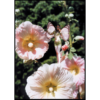 Enchanting Blooms (FC11) - 6 x Blank Greetings Cards