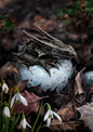 Hatchling (AN03) 6 x Blank Greetings Cards