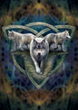 Wolf Trio (AN93) 6 x Blank Greetings Cards
