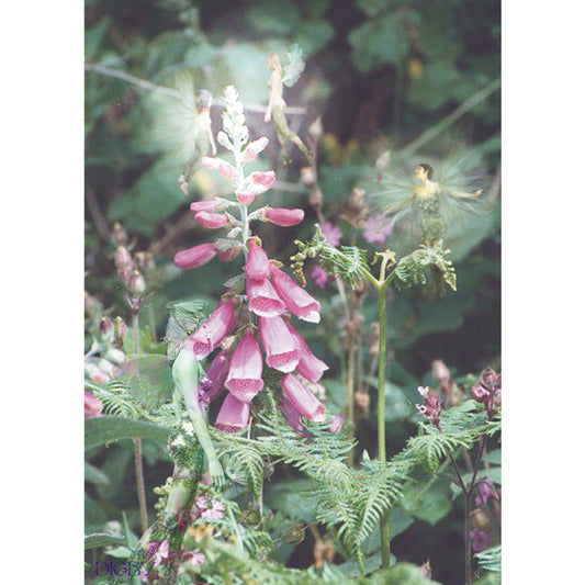 Foxglow (FC07) - 6 x Blank Greetings Cards