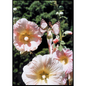 Enchanting Blooms (FC11) - 6 x Blank Greetings Cards